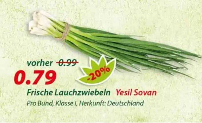 Frische Lauchzwiebeln Yesil Sovan