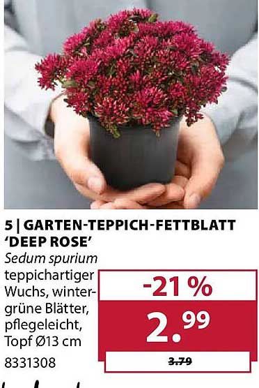 GARTEN-TEPPICH-FETTBLATT 'DEEP ROSE'