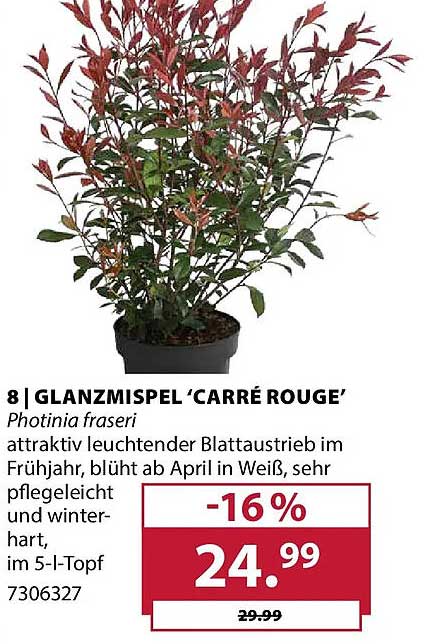 GLANZMISPEL ‘CARRÉ ROUGE’