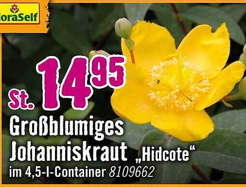 Großblumiges Johanniskraut „Hidcote“