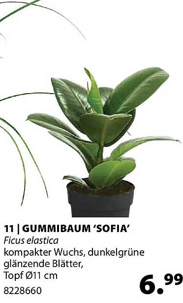 GUMMIBAUM 'SOFIA'