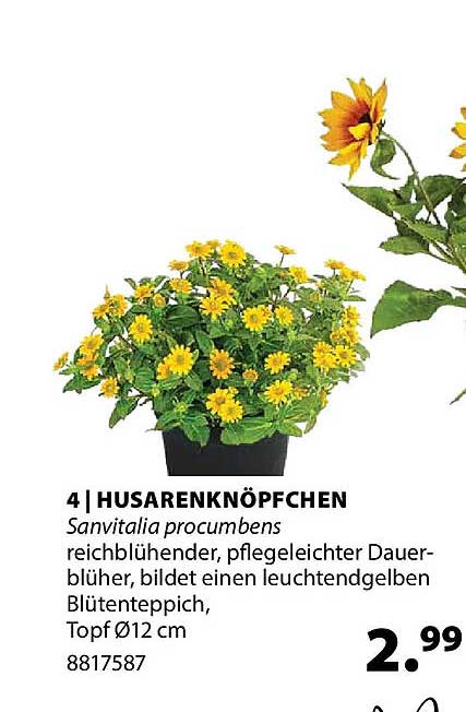 HUSARENKNOPFCHEN