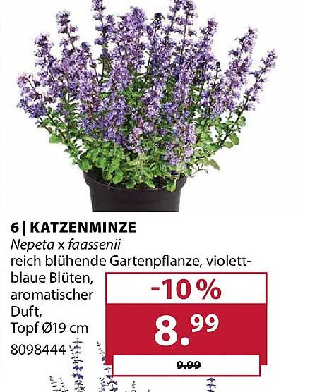 KATZENMINZE