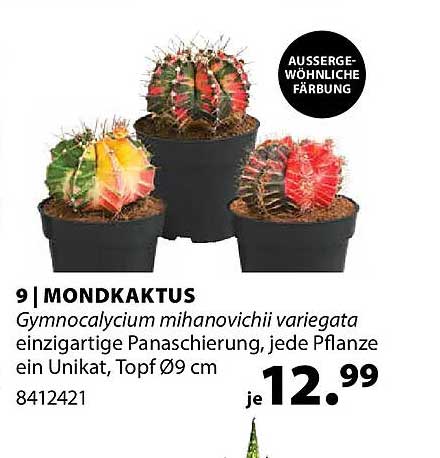 MONDKAKTUS