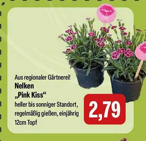 Nelken „Pink Kiss“
