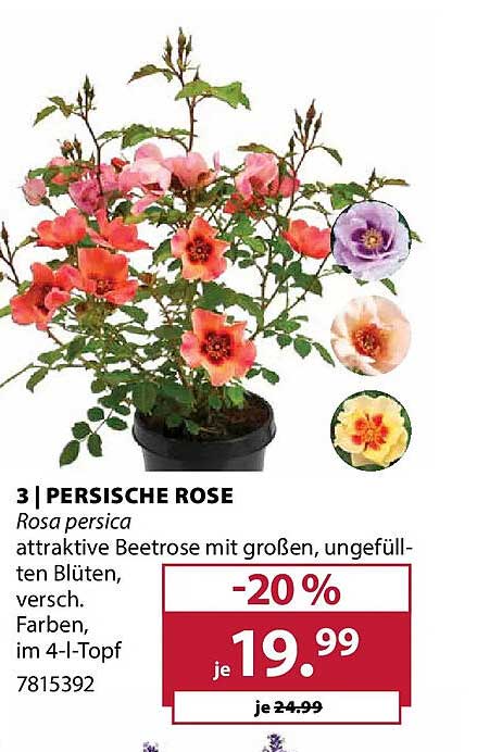 PERSISCHE ROSE