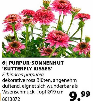 PURPUR-SONNENHUT 'BUTTERFLY KISSES'