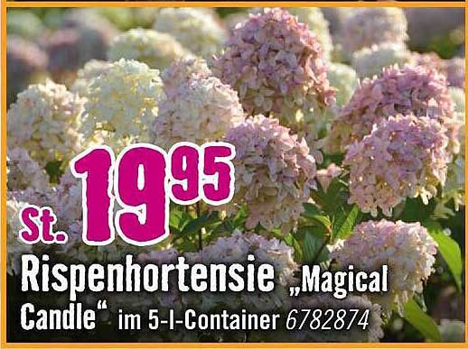 Riesenhortensie „Magical Candle“ im 5-l-Container 6782874
