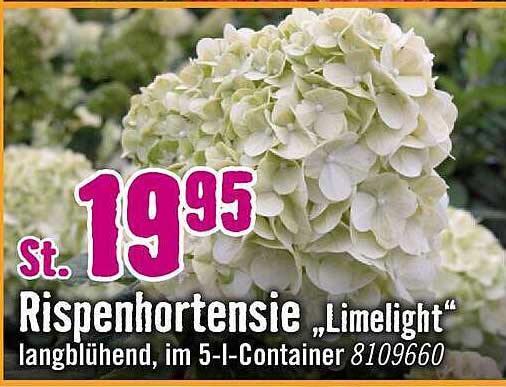Rispenhortensie „Limelight“