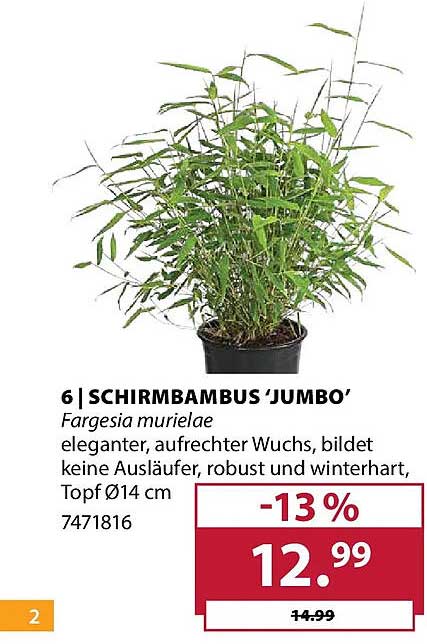 SCHIRMBAMBUS 'JUMBO'