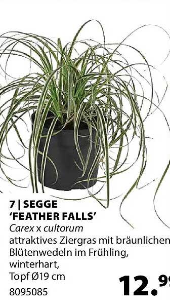 SEGGE 'FEATHER FALLS'