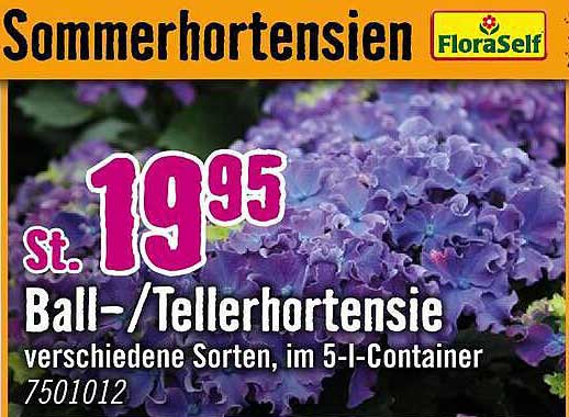 Sommerhortensien