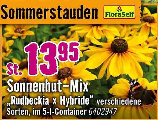 Sommerstauden Sonnenhut-Mix „Rudbeckia x Hybride“ verschiedene Sorten, im 5-l-Container 6402947