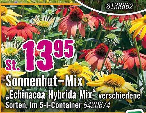 Sonnenhut-Mix „Echinacea Hybrida Mix“ verschiedene Sorten, im 5-l-Container