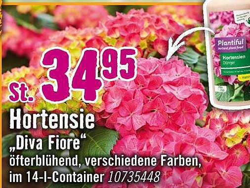 St. Hortensie „Diva Fiore“