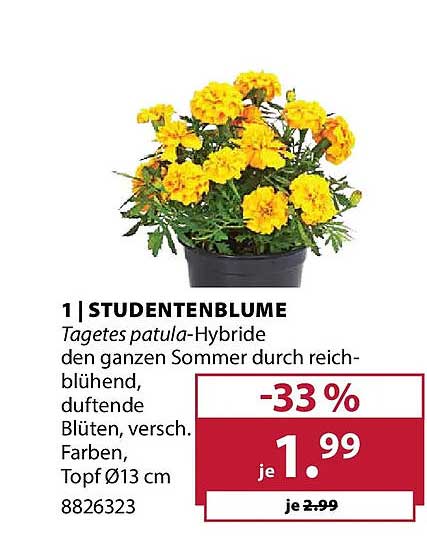 STUDENTENBLUME Tagetes patula-Hybride