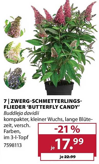 ZWERG-SCHMETTERLINGS-FLIEDER 'BUTTERFLY CANDY'