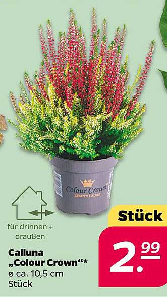 Calluna „Colour Crown“ – für drinnen und draußen