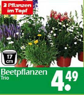 Beetpflanzen Trio – 3 Pflanzen im Topf für blühende Vielfalt