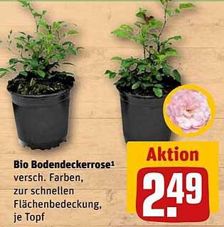 Bio Bodendeckerrose in verschiedenen Farben, zur schnellen Flächenbedeckung, je Topf