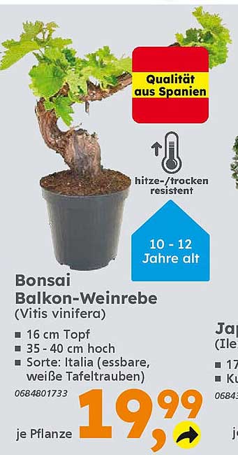 Bonsai Balkon-Weinrebe (Vitis vinifera)
