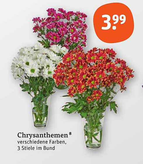 Chrysanthemen in verschiedenen Farben, 3 Stiele im Bund