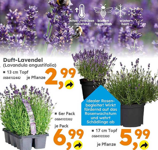 Duft-Lavendel (Lavandula angustifolia)