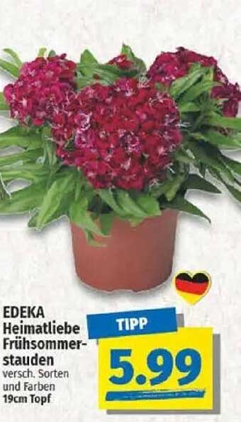 EDEKA Heimatliebe Frühjahrsstauden - verschiedene Sorten und Farben, 19cm Topf