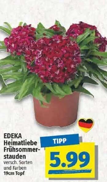 EDEKA Heimatliebe Frühsommerstauden 19cm Topf