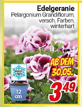Edelgeranie Pelargonium Grandiflorum, versch. Farben, winterhart