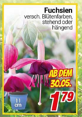 Fuchsien - verschiedene Blütenfarben, stehend oder hängend