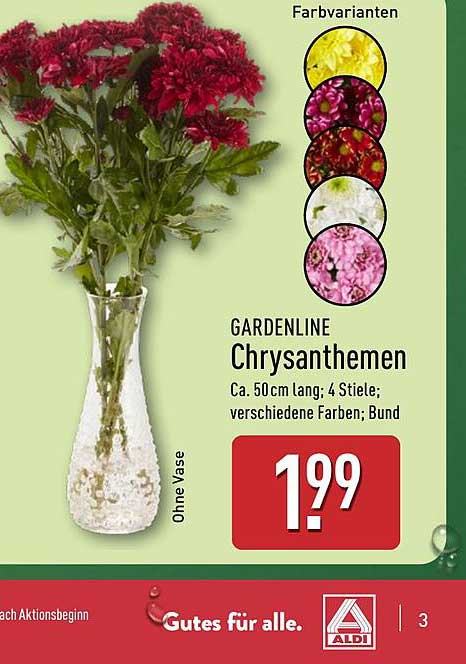 GARDENLINE Chrysanthemen