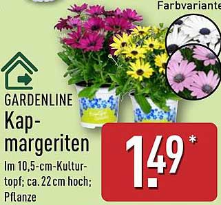 GARDENLINE Kapmargeriten im 10,5-cm-Kulturtopf