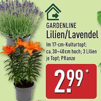 GARDENLINE Lilien/Lavendel im 17-cm-Kulturtopf