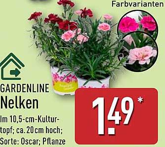 GARDENLINE Nelken - Farbvarianten Oscar