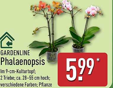 GARDENLINE Phalaenopsis