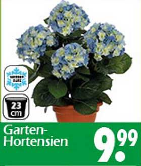 Garten-Hortensien