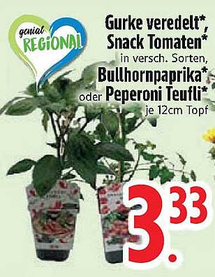 Gurke veredelt, Snack Tomaten, Bullhornpaprika oder Peperoni Teufli je 12cm Topf