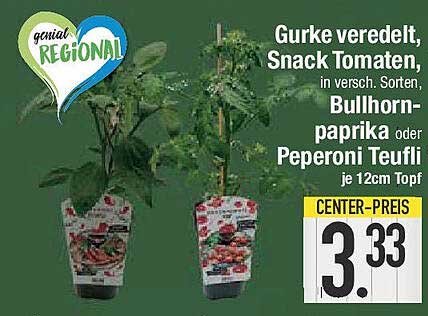 Gurke veredelt, Snack Tomaten in versch. Sorten, Bullhornpaprika oder Peperoni Teufli je 12cm Topf