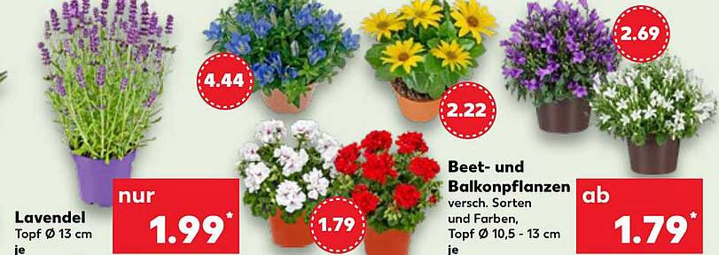 Lavendel – Topf Ø 13 cm nur 1,99*