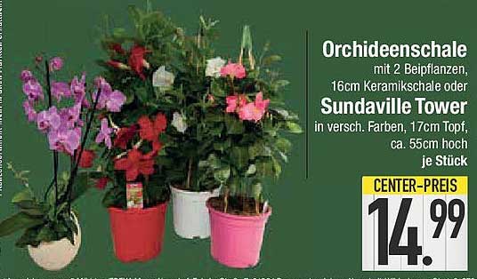 Orchideenschale mit 2 Beipflanzen und Keramiksäule – Sundaville Tower
