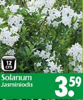 Solanum Jasminiodis - blühende Vielfalt für deinen Garten