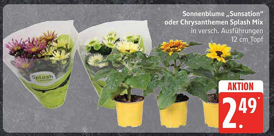 Sonnenblume „Sunsation“ oder Chrysanthemen Splash Mix in verschiedenen Ausführungen 12 cm Topf