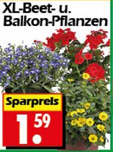 XL-Beet- und Balkon-Pflanzen