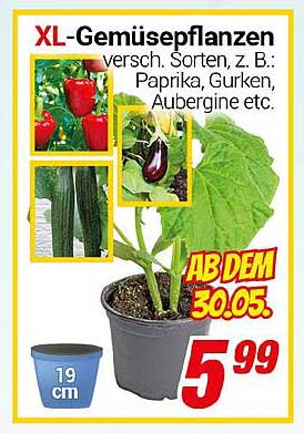 XL-Gemüsepflanzen - verschiedene Sorten wie Paprika, Gurken, Aubergine usw.