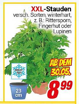 XXL-Stauden – verschiedene Sorten, winterhart, ab dem 30.05. für 8,99 €