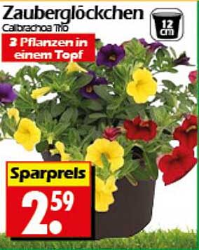 Zauberglöckchen Calibrachoa Trio - 3 Pflanzen in einem Topf