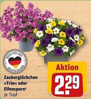 Zauberglöckchen »Trio« oder Elfenspor¹ je Topf