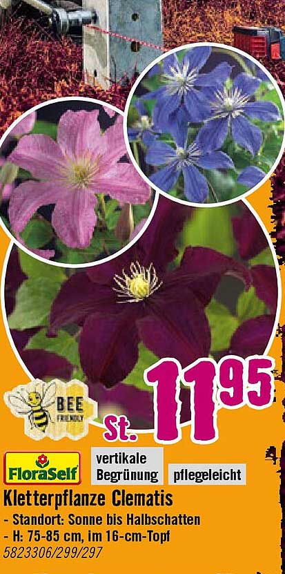 Kletterpflanze Clematis - vertikale Begrünung pflegeleicht