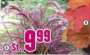 Strelitzia reginae - Paradiesvogelblume im Topf